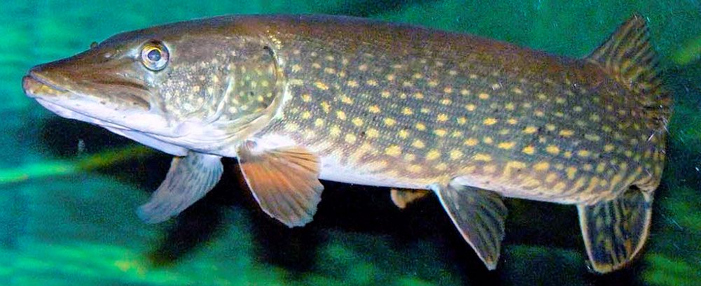 Esox lucius_005.jpg